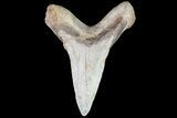 Cretaceous Cretoxyrhina Shark Tooth - Kansas #71751-1